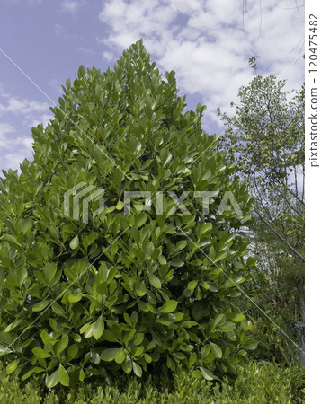 Variety of tropical plants grow for sale in flower markets 120475482