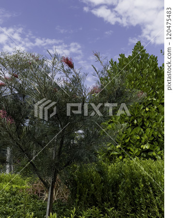 Variety of tropical plants grow for sale in flower markets 120475483