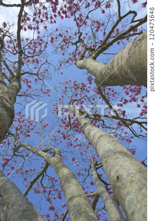 I look up at the cherry tree 120475648