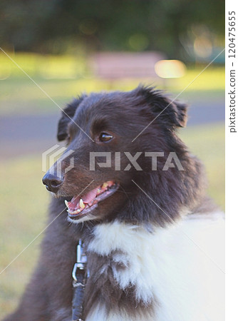Dog sitting in the park Dog sitting in the park 120475655