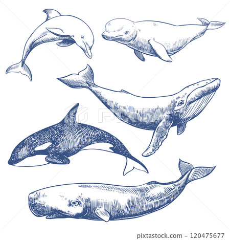 Marine mammals set. Hand drawn sketch vector illustration of whales and dolphin. Sperm whale, humpback whale, dolphin, beluga, orca. Monochrome ink drawing, imitation of engraving. 120475677