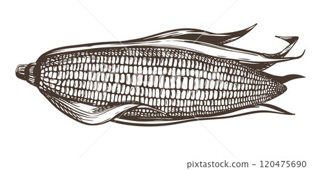 Vector illustration of corn cob with leaves. Old drawing in retro engraving style. Hand drawn realistic ink sketch. Popcorn line drawing for packaging of organic food, farm products, baking and syrup. Vector illustration of corn cob with leaves. Old drawing in retro engraving style. Hand drawn realistic ink sketch. Popcorn line drawing for packaging of organic food, farm products, baking and syrup. 120475690