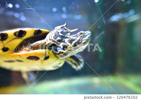 Turtle swimming in an aquarium 120476102