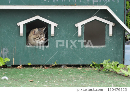 a cat resting on the cat house at street  120476323