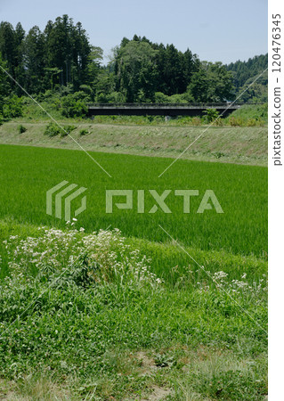 農村風景在夏天鄉下 農村風景在夏天鄉下 120476345