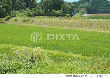 農村風景在夏天鄉下 農村風景在夏天鄉下 120476363