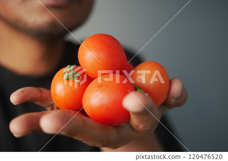 Freshly Harvested Tomatoes Held Firmly in Hand, Ready for Delicious Cooking and Enjoyment Freshly Harvested Tomatoes Held Firmly in Hand, Ready for Delicious Cooking and Enjoyment 120476520