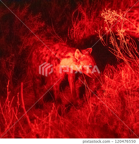 Night drive in Etosha 120476550