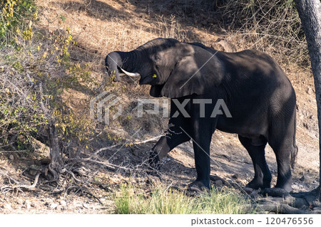 African Elephant in Chobe National Park 120476556
