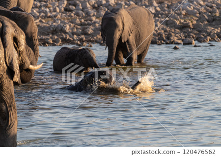 Bathing Elephants in Etosha Bathing Elephants in Etosha 120476562