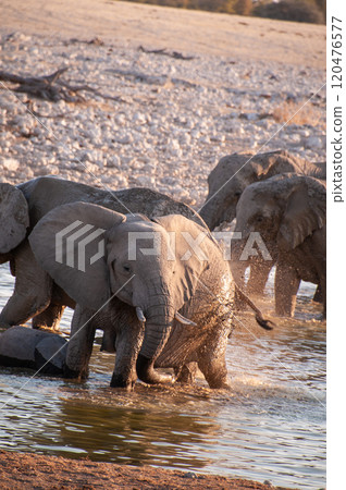 Bathing Elephants in Etosha Bathing Elephants in Etosha 120476577