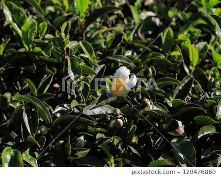 Ono Tea Fields Ono Tea Fields 120476860