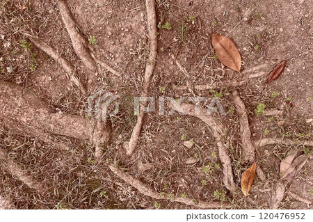 Close-Up of Tree Roots Spread Across Soil with Fallen Leaves and Small Green Plants in a Natural Forest Setting.A detailed view of tree roots intertwining across dry soil, accompanied by scattered bro Close-Up of Tree Roots Spread Across Soil with Fallen Leaves and Small Green Plants in a Natural Forest Setting.A detailed view of tree roots intertwining across dry soil, accompanied by scattered bro 120476952