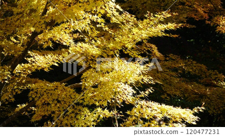 A golden maple 120477231