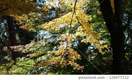 A golden maple A golden maple 120477232