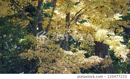 A golden maple 120477233