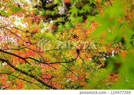 Maple trees turning slightly red in the gardens of Kanshinji Temple in Kawachinagano [November] 120477260