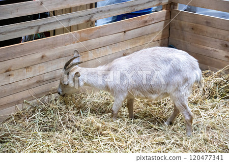 American pygmy or pygmy goat 120477341