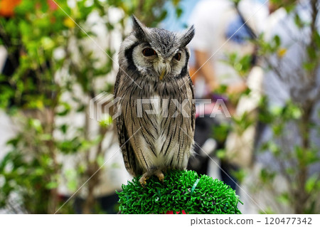 White faced scops owl White faced scops owl 120477342