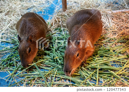 The capybara The capybara 120477343