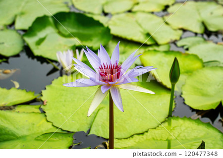 Lotus flowers 120477348