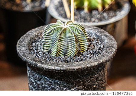 Cactus on sandy soil Cactus on sandy soil 120477355