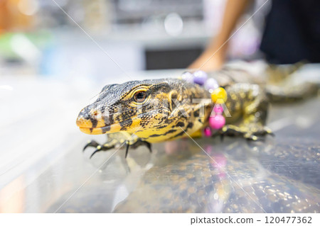Water monitor or Varanus salvator 120477362