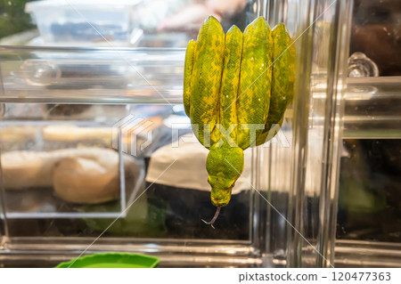 Green tree python 120477363