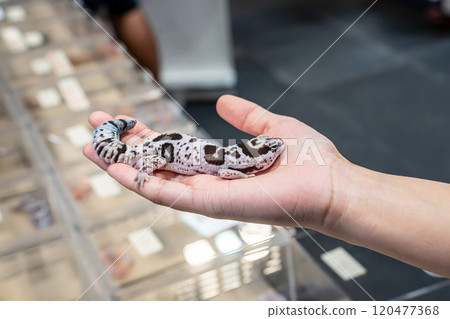 A gecko A gecko 120477368