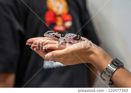 A gecko A gecko 120477369