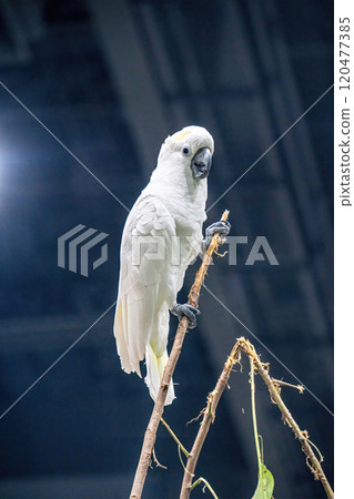 Cockatoo perched on a branch 120477385