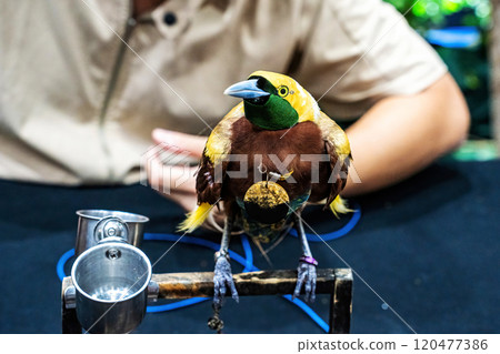 The birds-of-paradise The birds-of-paradise 120477386