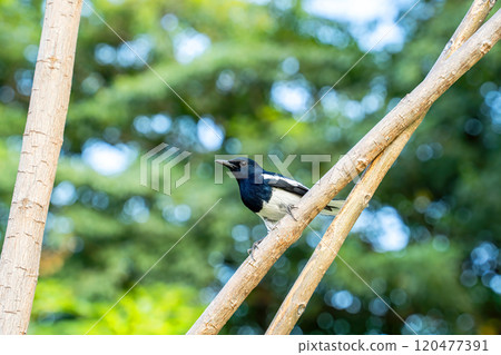 Oriental magpie-robin Oriental magpie-robin 120477391