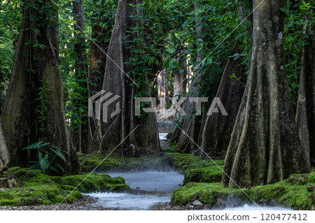 Green moss forest tree wood, Green nature calming summer warm day, Scenic forest of fresh green wood deciduous forest tree moss, Tree and moss woodland. 120477412