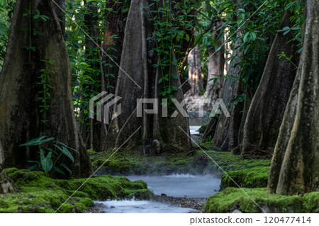 Green moss forest tree wood, Green nature calming summer warm day, Scenic forest of fresh green wood deciduous forest tree moss, Tree and moss woodland. 120477414