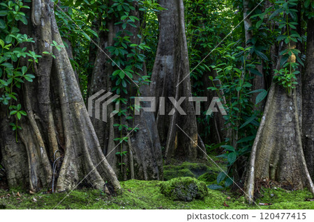 Green moss forest tree wood, Green nature calming summer warm day, Scenic forest of fresh green wood deciduous forest tree moss, Tree and moss woodland. 120477415
