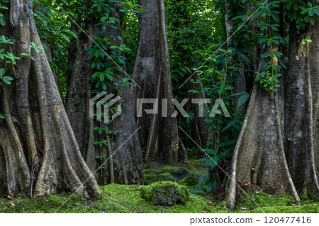 Green moss forest tree wood, Green nature calming summer warm day, Scenic forest of fresh green wood deciduous forest tree moss, Tree and moss woodland. 120477416