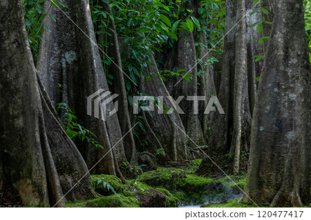 Green moss forest tree wood, Green nature calming summer warm day, Scenic forest of fresh green wood deciduous forest tree moss, Tree and moss woodland. 120477417