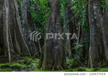Green moss forest tree wood, Green nature calming summer warm day, Scenic forest of fresh green wood deciduous forest tree moss, Tree and moss woodland. 120477419