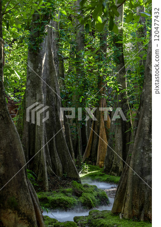 Green moss forest tree wood, Green nature calming summer warm day, Scenic forest of fresh green wood deciduous forest tree moss, Tree and moss woodland. 120477432
