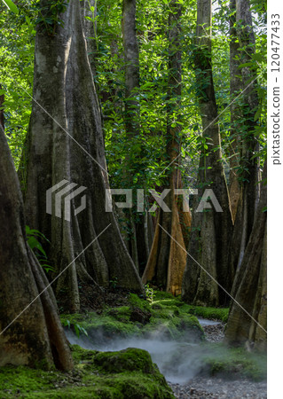 Green moss forest tree wood, Green nature calming summer warm day, Scenic forest of fresh green wood deciduous forest tree moss, Tree and moss woodland. 120477433