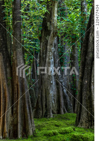 Green moss forest tree wood, Green nature calming summer warm day, Scenic forest of fresh green wood deciduous forest tree moss, Tree and moss woodland. 120477434