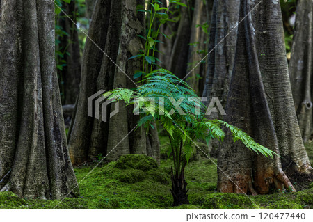 Green moss forest tree wood, Green nature calming summer warm day, Scenic forest of fresh green wood deciduous forest tree moss, Tree and moss woodland. Green moss forest tree wood, Green nature calming summer warm day, Scenic forest of fresh green wood deciduous forest tree moss, Tree and moss woodland. 120477440