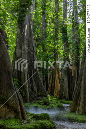 Green moss forest tree wood, Green nature calming summer warm day, Scenic forest of fresh green wood deciduous forest tree moss, Tree and moss woodland. Green moss forest tree wood, Green nature calming summer warm day, Scenic forest of fresh green wood deciduous forest tree moss, Tree and moss woodland. 120477441