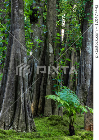 Green moss forest tree wood, Green nature calming summer warm day, Scenic forest of fresh green wood deciduous forest tree moss, Tree and moss woodland. Green moss forest tree wood, Green nature calming summer warm day, Scenic forest of fresh green wood deciduous forest tree moss, Tree and moss woodland. 120477442