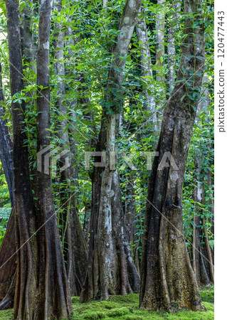 Green moss forest tree wood, Green nature calming summer warm day, Scenic forest of fresh green wood deciduous forest tree moss, Tree and moss woodland. 120477443