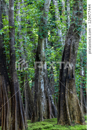 Green moss forest tree wood, Green nature calming summer warm day, Scenic forest of fresh green wood deciduous forest tree moss, Tree and moss woodland. 120477444