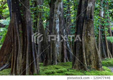 Green moss forest tree wood, Green nature calming summer warm day, Scenic forest of fresh green wood deciduous forest tree moss, Tree and moss woodland. 120477446