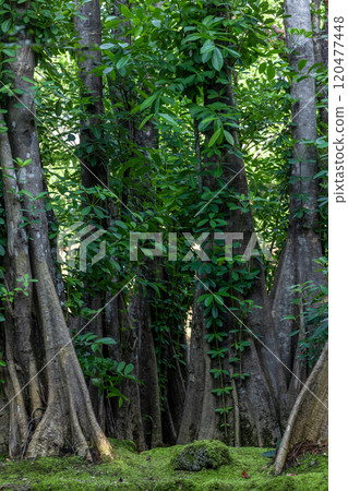 Green moss forest tree wood, Green nature calming summer warm day, Scenic forest of fresh green wood deciduous forest tree moss, Tree and moss woodland. 120477448