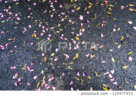 茶梅花瓣落在柏油路上【十一月】 茶梅花瓣落在柏油路上【十一月】 120477454